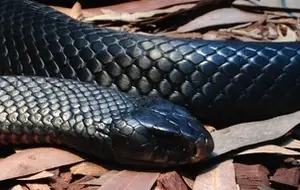 meaning-dream-black-dark-vipers-boas-snakes