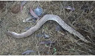 meaning-dream-chop-off-snake-head