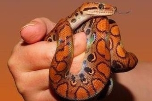 meaning-dream-viper-snake-many-colors