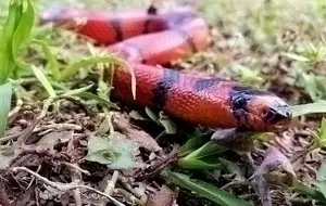 meaning-dream-red-boas-vipers-snakes