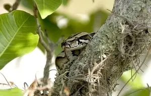 meaning-dream-vipers-hanging-from-trees