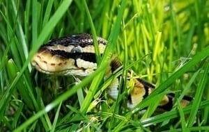 meaning-dream-vipers-snakes-in-grass-garden-backyard