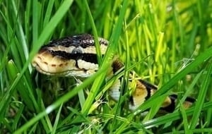 dream-snakes-in-lawn-backyard-garden-meaning