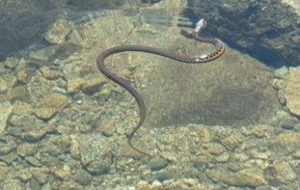 meaning-dream-snakes-vipers-in-clear-clean-water