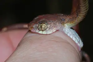 dream-meaning-viper-attacking-biting-my-thumb