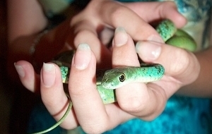 meaning-dream-snake-biting-attacking-fingers