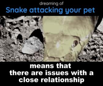 dream-viper-attacking--pet-means-trouble-with-close-relationships