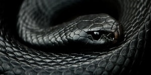 what does it mean dreaming black snakes