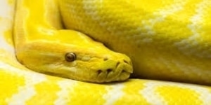 what does it mean dreaming yellow snakes