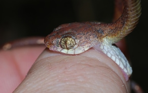 what does mean dreaming a snake bites my finger