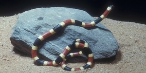 meaning of dreaming with coral snakes