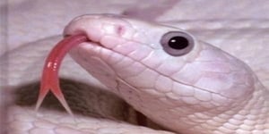 what is the meaning of dreaming of pink snake