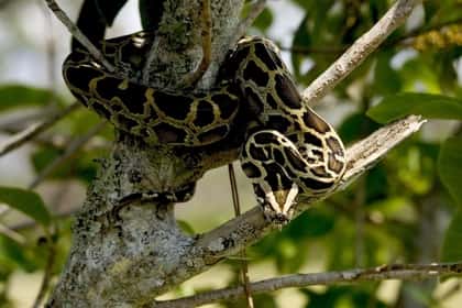 what is the meaning of snakes hanging on a tree