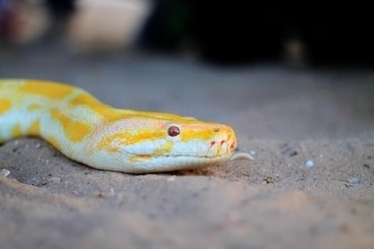 Yellow White Snake Dream Meaning 420x280px 