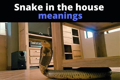 what does it mean to dream of snakes at home?